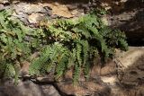 Asplenium trichomanes подвид inexpectans. Растения в скальной расщелине. Крым, Севастополь, Инкерман, обнажение известняка. 14.11.2023.