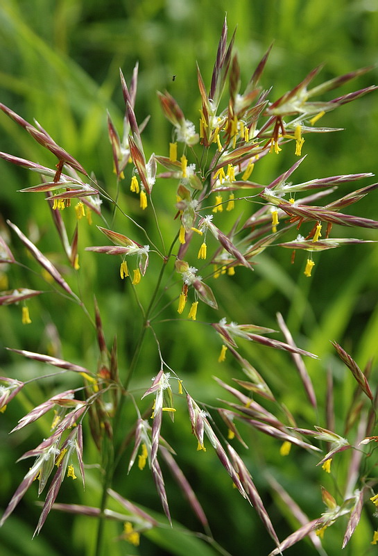 Изображение особи Bromopsis inermis.