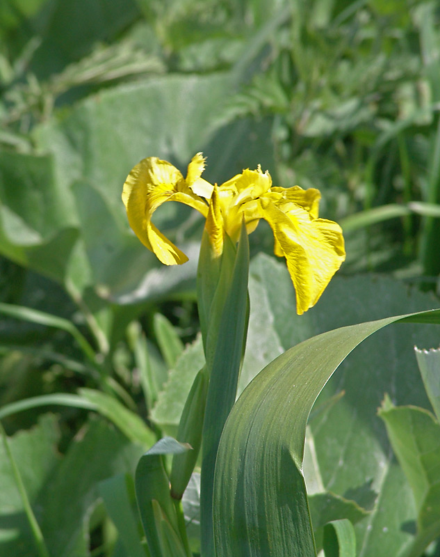 Image of Iris pseudacorus specimen.