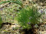 Astragalus nematodes