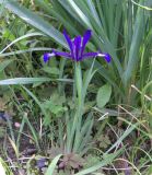 Iris sintenisii