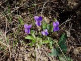 Viola hirta. Цветущее растение. Курская обл., Железногорский р-н, с. Разветье. 6 апреля 2007 г.