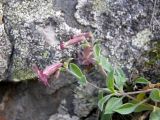 Silene pygmaea. Верхушка побега с соцветием. Кабардино-Балкария, Зольский р-н, долина Джилы-Су. 27.07.2012.
