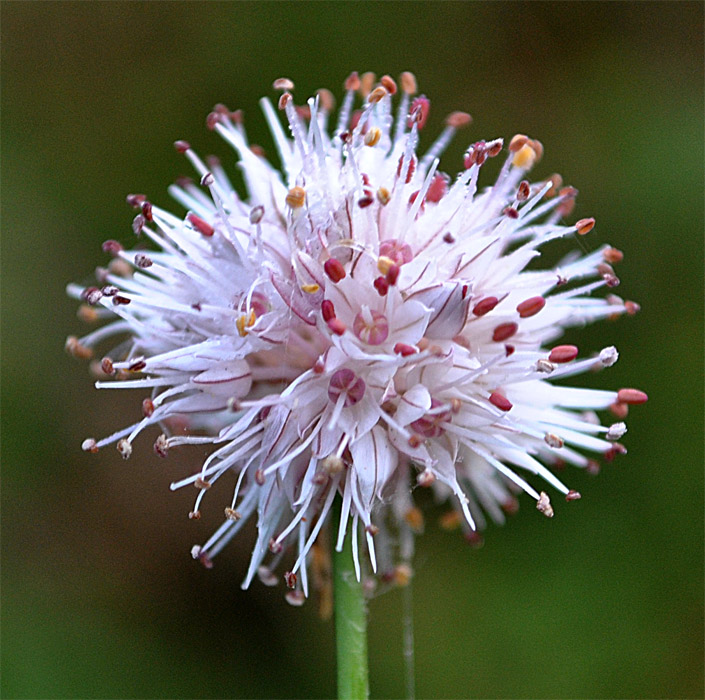 Изображение особи Allium saxatile.