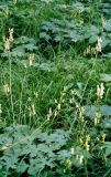 Aconitum umbrosum