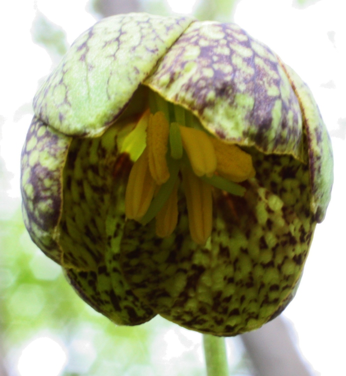 Изображение особи Fritillaria dagana.