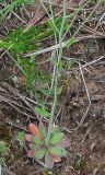 Arabidopsis thaliana