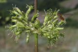 Silene densiflora. Соцветие с подлетающей мухой-журчалкой. Крым, Южный склон Демерджи. 7 июня 2013 г.