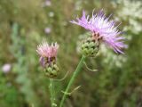 Centaurea stoebe