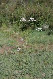 Oedibasis chaerophylloides. Цветущее растение. Южный Казахстан, хр. Каржантау, ущ. Кызылбулак, левый склон. 27.05.2013.