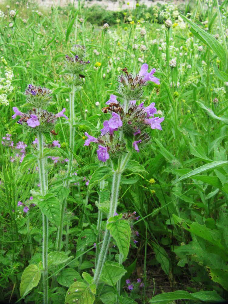 Изображение особи Clinopodium vulgare.