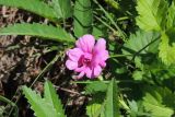 Rubus arcticus