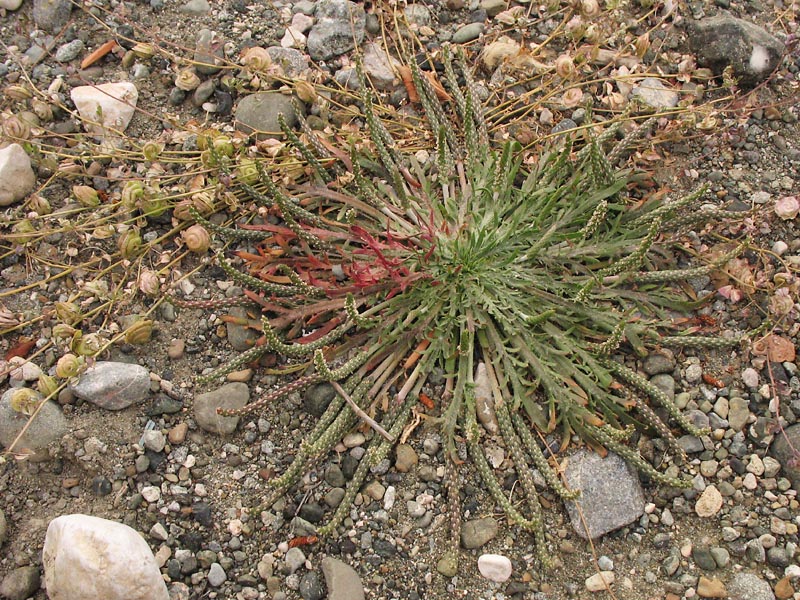 Изображение особи Plantago coronopus.