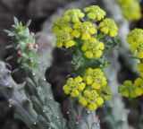 Euphorbia flanaganii