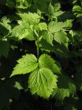 Clematis heracleifolia. Верхушка побега. Москва, ГБС РАН. 02.07.2014.