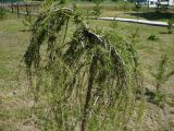 Larix sibirica