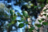 Betula subarctica. Верхушка ветви. Соловецкие острова, остров Большой Соловецкий. 06.07.2014.