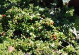 Cotoneaster dammeri. Полегающие побеги с цветками и плодами. Норвегия, Бриксдайл. 04.07.2008.