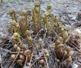 Dryopteris expansa