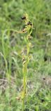 Ophrys mammosa подвид caucasica. Соцветие. Черноморское побережье Кавказа, г. Новороссийск, окр. Суджукской лагуны, травостой. 26 апреля 2016 г.