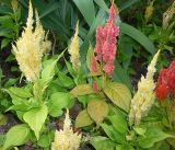 Celosia argentea