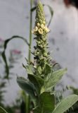 Verbascum thapsus. Верхушка расцветающего растения. Республика Татарстан, г. Казань, Казанский зооботанический сад. 22.06.2015.