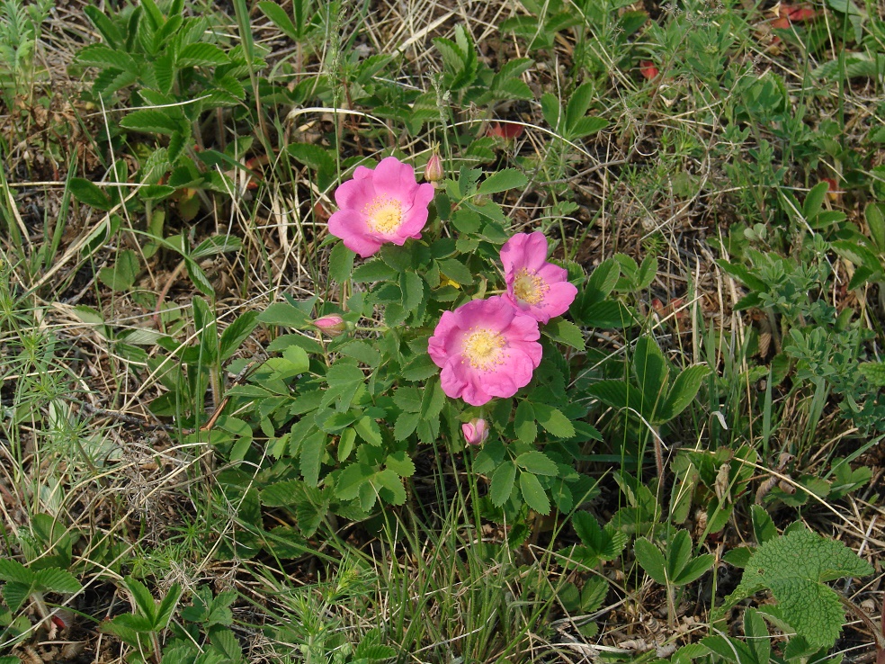 Изображение особи Rosa acicularis.