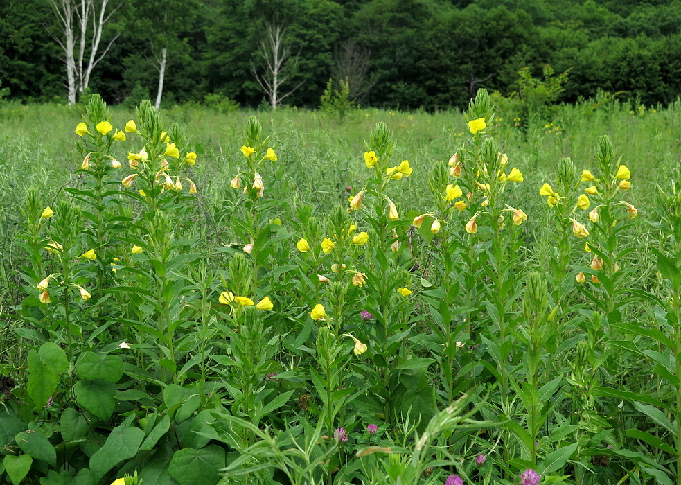 Изображение особи род Oenothera.