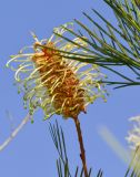 Grevillea hodgei