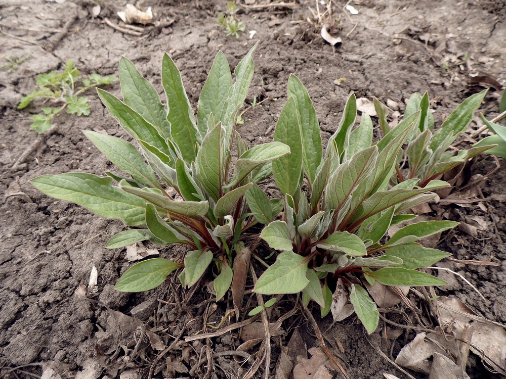 Изображение особи Cynoglossum officinale.