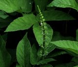 Equisetum arvense