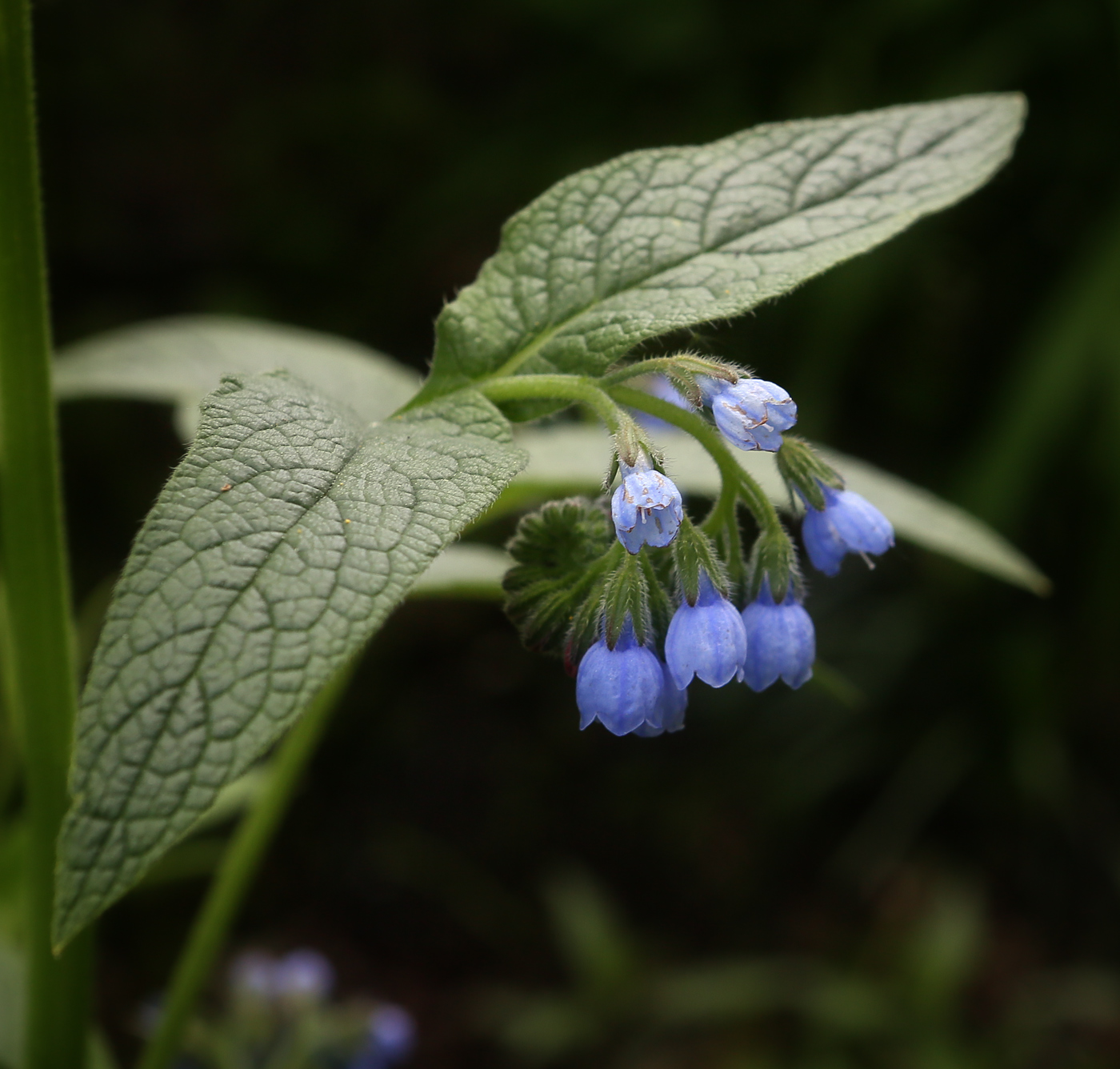 Изображение особи Symphytum caucasicum.