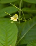 Impatiens parviflora. Цветок и плоды. Пермский край, г. Пермь, Свердловский р-н, сорное. 11 июля 2017 г.