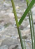 Elymus buschianus