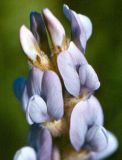 Oxytropis spicata