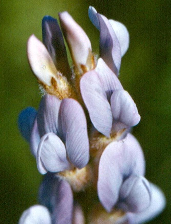 Изображение особи Oxytropis spicata.