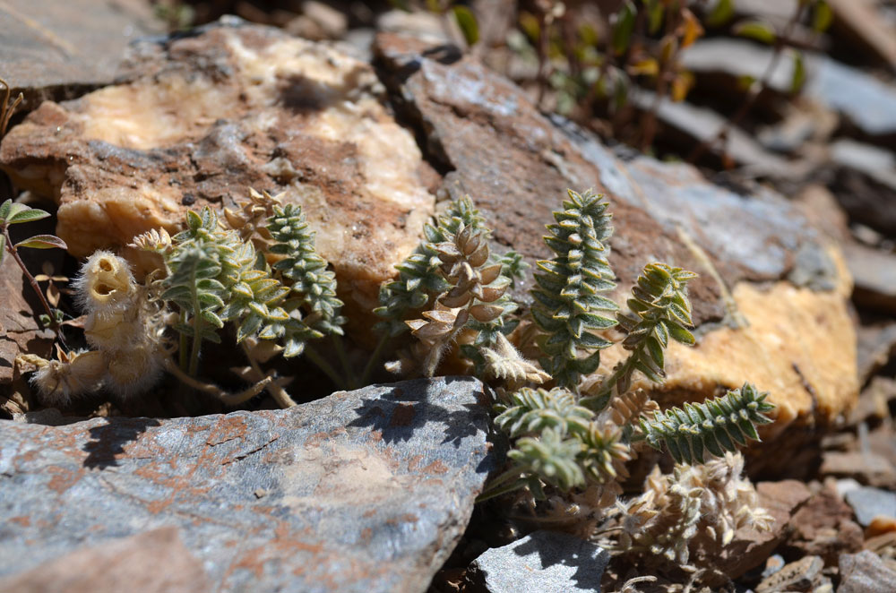 Изображение особи Oxytropis terekensis.