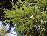 Sequoia sempervirens. Ветвь. Краснодарский край, г. Сочи, Дендрарий. 04.04.2018.