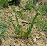 Lepidium campestre