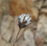 Cephalaria charadzeae. Прошлогоднее соплодие. Дагестан, Унцукульский р-н, долина Ирганайского вдхр., ок. 700-800 м н.у.м., скала. 11.05.2018.