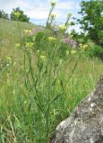 Erysimum collinum