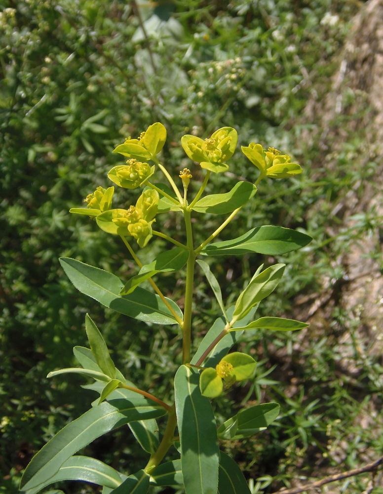 Изображение особи Euphorbia semivillosa.