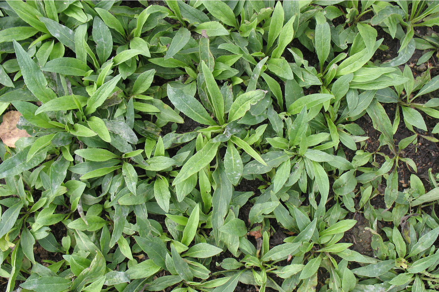 Изображение растения Inula britannica.