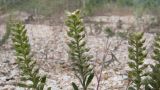 Alyssum turkestanicum разновидность desertorum. Соплодия. Краснодарский край, Темрюкский р-н, Куликовское гирло, старый береговой вал. 23.04.2016.