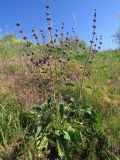 Phlomoides brachystegia