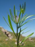 Nigella integrifolia