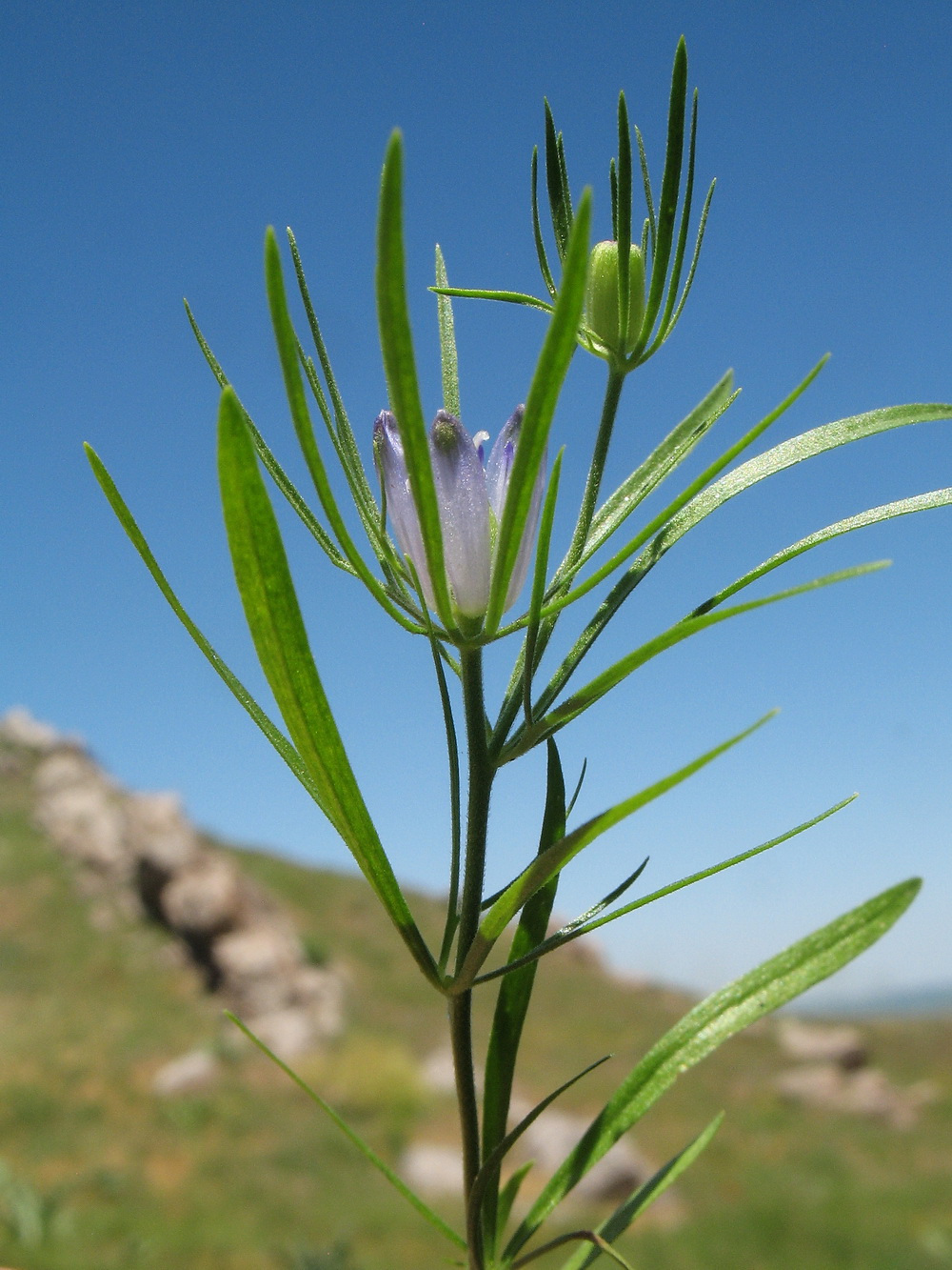 Изображение особи Nigella integrifolia.