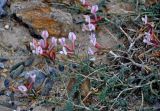 Astragalus miniatus