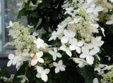 Hydrangea paniculata. Соцветия. Приморский край, г. Артём, ул. Кирова, ост. Артем-Центр, на газоне, в культуре. 22.08.2019.