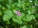 Rubus arcticus. Цветок и листья. Мурманская обл., Кольский р-н, левый берег р. Лавна, пойменный разнотравный березняк. 08.07.2020.